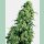 Sensi Seeds Skunk#1 Fem. 3St.