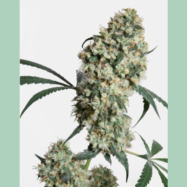 Sensi Seeds Ed Rosenthal Super Bud Reg. 10St.