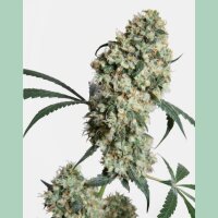 Sensi Seeds Ed Rosenthal Super Bud Reg. 10St.