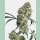 Sensi Seeds Ed Rosenthal Super Bud Reg. 10St.