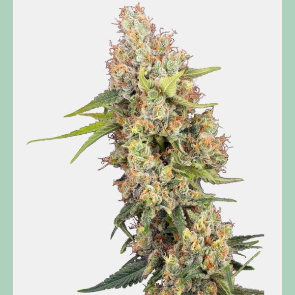 Sensi Seeds Mandarine Punch Fem. 3St.