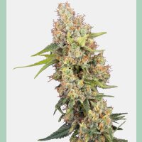 Sensi Seeds Mandarine Punch Fem. 3St.
