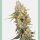 Sensi Seeds Mandarine Punch Fem. 3St.