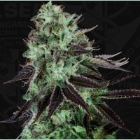 T.H. Seeds Darkstar Reg. 5St.
