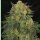 T.H. Seeds Bubblegum Fem. 6St.