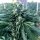 Humboldt Seeds Cinnamon Buddha Og Fem. 3St.