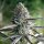 Humboldt Seeds Runtz Fast Flowering Fem. 3St.