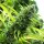 Humboldt Seeds Banana Sapphire Fem. 3St.