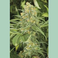 Humboldt Seeds Green Crack Fem. 3St.