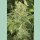 Humboldt Seeds Green Crack Fem. 3St.