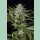 Humboldt Seeds Pineapple Skunk Fem. 3St.