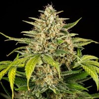 Royal Queen Seeds Green Gelato Auto Fem. 3St.