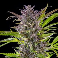 Royal Queen Seeds Green Gelato USA Premium Fem. 3St.