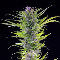 Royal Queen Seeds Green Gelato USA Premium Fem. 3St.