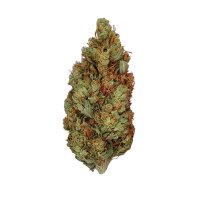 Royal Queen Seeds Green Gelato USA Premium Fem. 3St.
