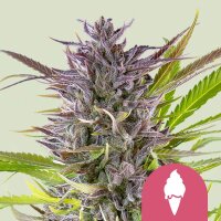 Royal Queen Seeds Green Gelato USA Premium Fem. 3St.