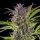 Royal Queen Seeds Green Gelato USA Premium Fem. 3St.
