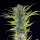 Royal Queen Seeds Green Gelato USA Premium Fem. 3St.