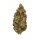 Royal Queen Seeds Green Gelato USA Premium Fem. 3St.