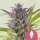 Royal Queen Seeds Green Gelato USA Premium Fem. 3St.