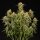 Royal Queen Seeds Medusa F1 Auto Fem. 3St.