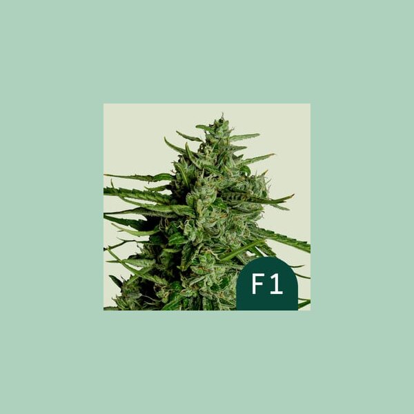 Royal Queen Seeds Titan F1 Auto Fem. 3St.