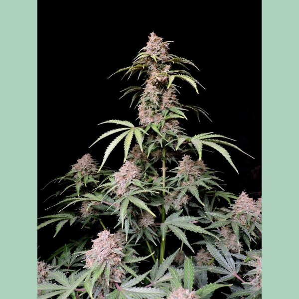 Fast Buds Amnesia Zkittlez Auto Fem. 3St.