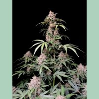 Fast Buds Amnesia Zkittlez Auto Fem. 3St.