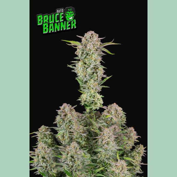 Fast Buds Bruce Banner Auto Fem. 3St.