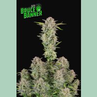 Fast Buds Bruce Banner Auto Fem. 3St.
