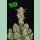 Fast Buds Bruce Banner Auto Fem. 3St.