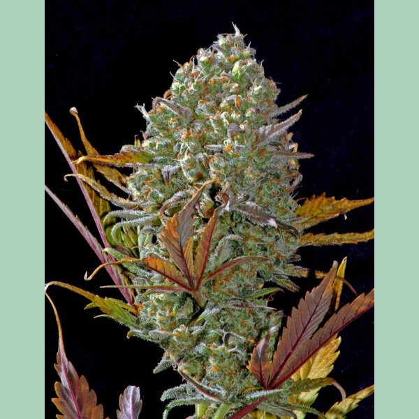 Fast Buds Pineapple Express Auto Fem. 3St.