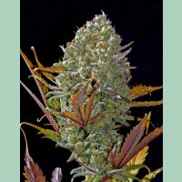 Fast Buds Pineapple Express Auto Fem. 3St.