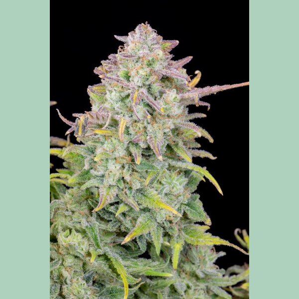 Fast Buds Original Trainwreck Auto Fem. 3St.
