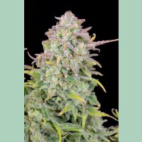 Fast Buds Original Trainwreck Auto Fem. 3St.