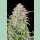Fast Buds Original Trainwreck Auto Fem. 3St.