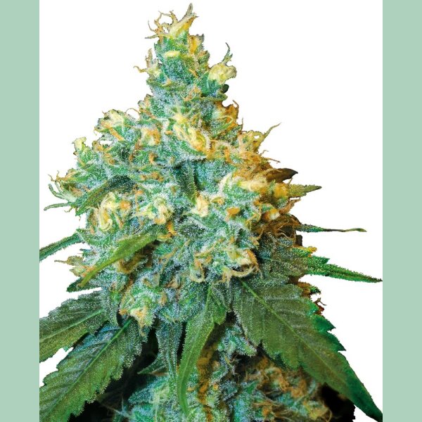 Sensi Seeds Jack Herer Reg. 10St.