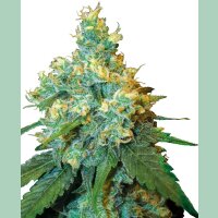 Sensi Seeds Jack Herer Reg. 10St.