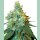 Sensi Seeds Jack Herer Reg. 10St.