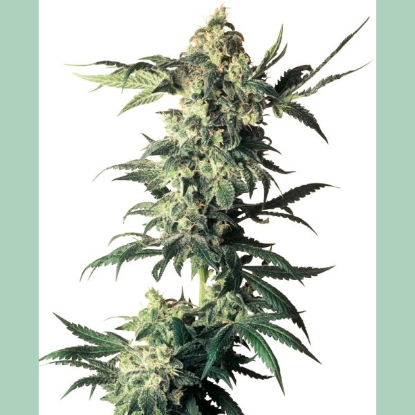 Sensi Seeds Northern Lights Reg. 10St.