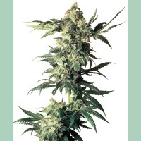 Sensi Seeds Northern Lights Reg. 10St.