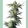 Sensi Seeds Northern Lights Reg. 10St.