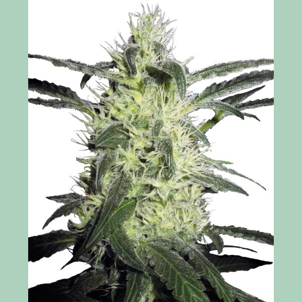 Sensi Seeds Silver Haze Reg. 10St.