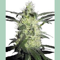 Sensi Seeds Silver Haze Reg. 10St.