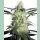 Sensi Seeds Silver Haze Reg. 10St.