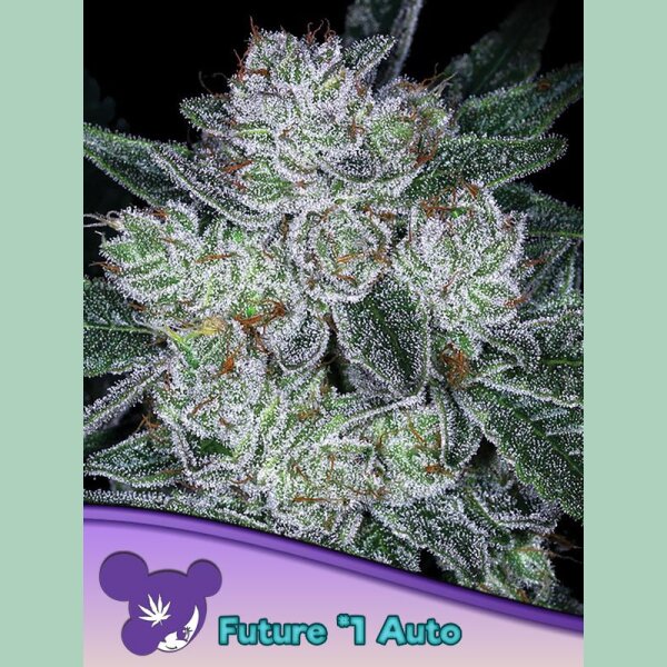 Anesia Future #1 Auto Fem. 3St.