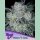 Anesia Future #1 Auto Fem. 3St.
