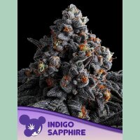 Anesia Indigo Sapphire Fem. 3St.