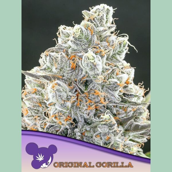 Anesia Original Gorilla #4 Fem. 3St.