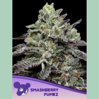 Anesia Smashberry Fumez Fem. 3St.